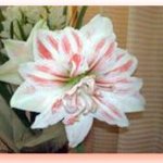 Thumbnail of post image 127