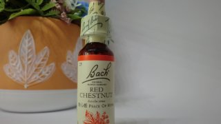 レッドチェストナット