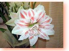 安城市の気功専門整体院内のアマリリスが開花しました。